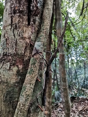 Tirachoidea biceps