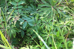 Syneilesis hayatae