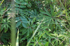 Syneilesis hayatae