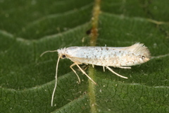 Argyresthia retinella