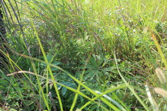 Syneilesis hayatae