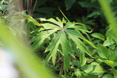 Syneilesis hayatae