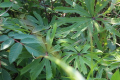 Syneilesis hayatae