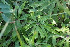 Syneilesis hayatae