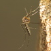Inland Floodwater Mosquito - Photo (c) Sean McCann, some rights reserved (CC BY-NC-SA)