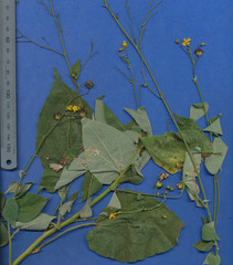 Wissadula hernandioides