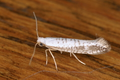 Argyresthia retinella