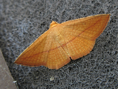 Striglina cancellata