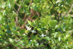 Styrax matsumuraei