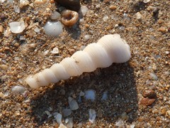 Turritella terebra