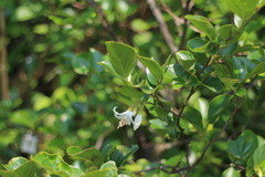 Styrax matsumuraei