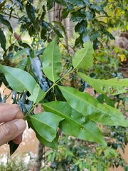 Syzygium floribundum