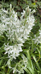 Ornithogalum nutans