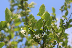 Styrax matsumuraei