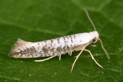 Argyresthia retinella