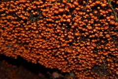 Xeromphalina leonina