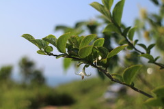 Styrax matsumuraei
