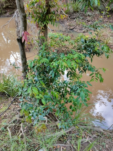 Syzygium floribundum, photograph 1