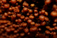 Xeromphalina leonina