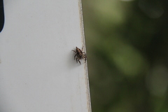 Anarrhotus fossulatus