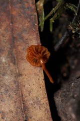 Xeromphalina leonina