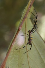 Trichonephila clavata