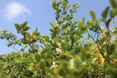 Styrax matsumuraei