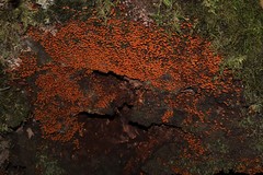 Xeromphalina leonina