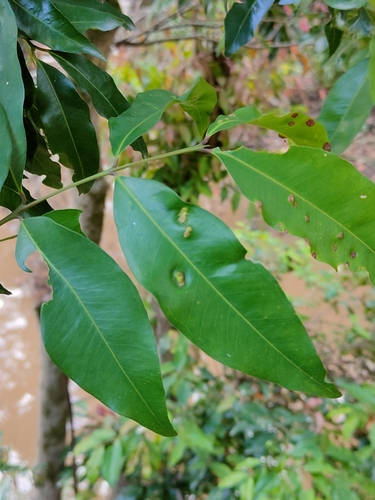 Syzygium floribundum, photograph 2