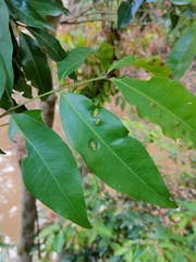 Syzygium floribundum, photograph Tony van Kampen, CC BY, iNaturalist via GBIF
