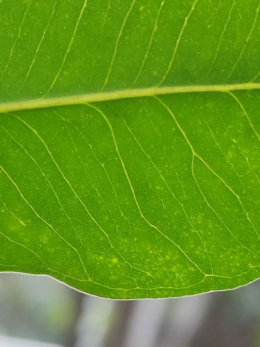 Syzygium floribundum, photograph 3
