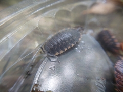 Trachelipus caucasius