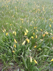 Tulipa sylvestris biebersteiniana