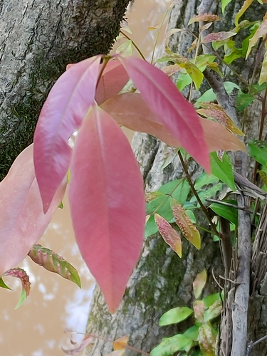 Syzygium floribundum, photograph 4
