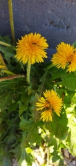 Taraxacum officinale