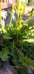 Taraxacum officinale