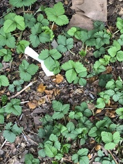 Potentilla indica