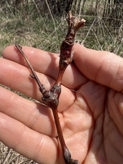 Neolasioptera nodulosa