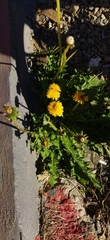 Taraxacum officinale
