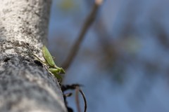 Hierodula patellifera patellifera