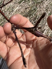 Neolasioptera nodulosa