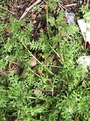 Lepidium didymum