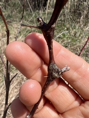 Neolasioptera nodulosa