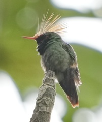 Lophornis delattrei image