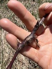 Neolasioptera nodulosa