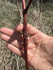 Neolasioptera nodulosa