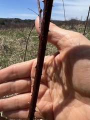 Neolasioptera nodulosa