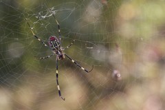Trichonephila clavata