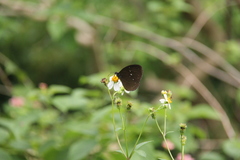 Euploea tulliolus ledereri
