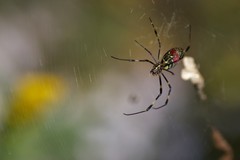 Trichonephila clavata